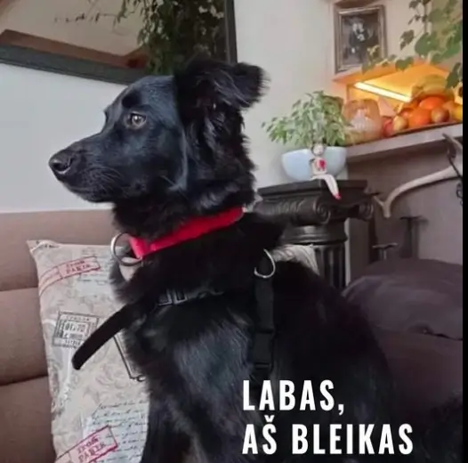 RAFUS - žalios mėsos maistas šunims