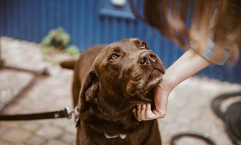 Meilė matuojama ne maistu: kaip išsaugoti normalų šuniuko svorį
